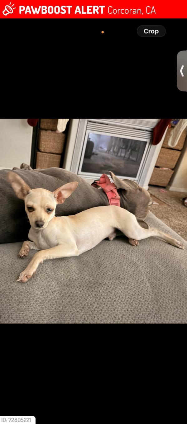 Lost Male Dog last seen Wigdal and bainum, Corcoran, CA 93212