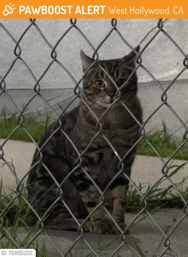 Found/Stray Unknown Cat last seen Sierra Bonita and Romaine , West Hollywood, CA 90046