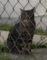 Found/Stray Unknown Cat last seen Sierra Bonita and Romaine , West Hollywood, CA 90046