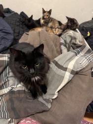 Lost Female Cat last seen Kirkwood ave/Third st, San Francisco, CA 94124