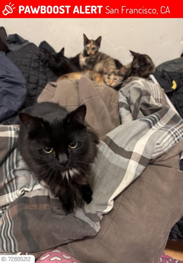 Lost Female Cat last seen Kirkwood ave/Third st, San Francisco, CA 94124