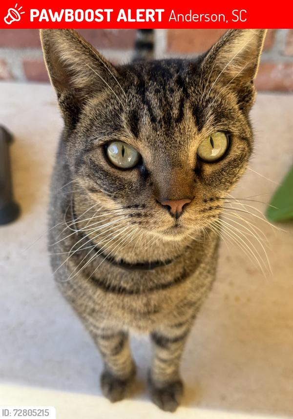 Lost Female Cat last seen Timber Ln and Sycamore Dr , Anderson, SC 29621