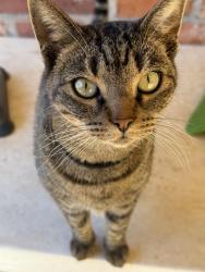 Lost Female Cat last seen Timber Ln and Sycamore Dr , Anderson, SC 29621