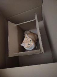 Lost Male Cat last seen Waverly Rd and Coachlight Commons , Lansing, MI 48911