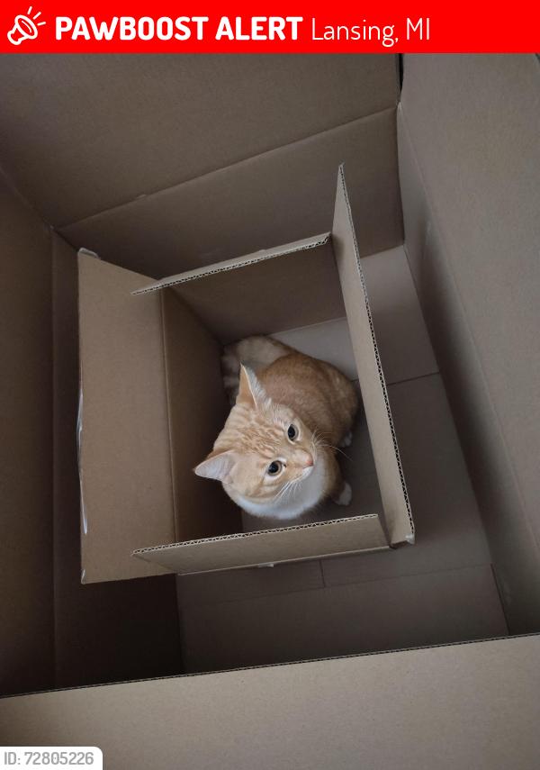 Lost Male Cat last seen Waverly Rd and Coachlight Commons, Lansing, MI 48911