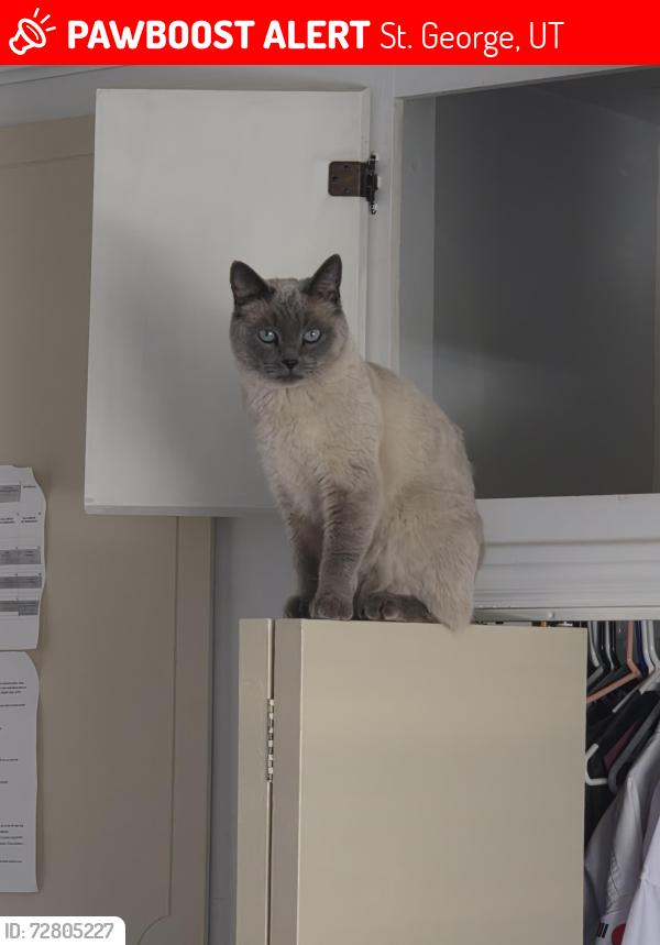 Lost Female Cat last seen Near e park, St. George, UT 84790