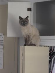 Lost Female Cat last seen Near e park, St. George, UT 84790