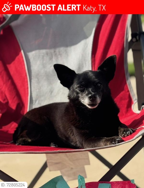 Lost Female Dog last seen Contry park  and park mapel  in memorial Parkway  neighborhood , Katy, TX 77450