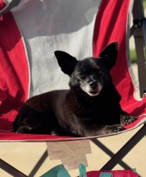 Lost Female Dog last seen Contry park  and park mapel  in memorial Parkway  neighborhood , Katy, TX 77450