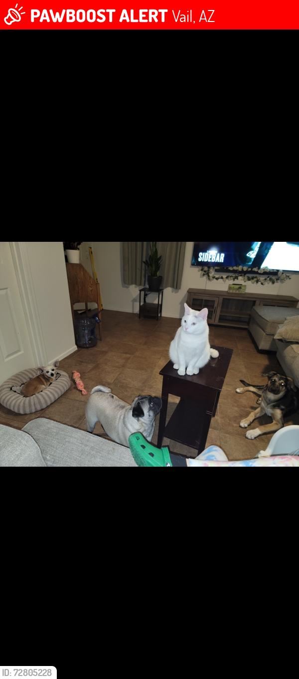 Lost Male Cat last seen Cienega heights , Vail, AZ 85641
