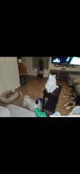 Lost Male Cat last seen Cienega heights , Vail, AZ 85641