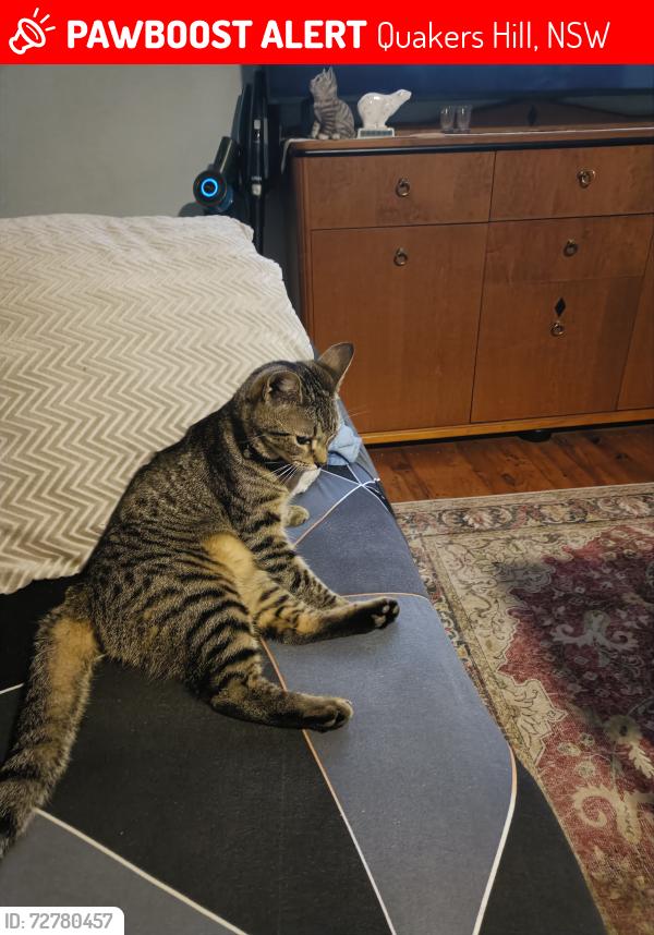 Lost Male Cat last seen Melrose Ave Quakers Hill , Quakers Hill, NSW 2763