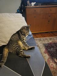 Lost Male Cat last seen Melrose Ave Quakers Hill , Quakers Hill, NSW 2763