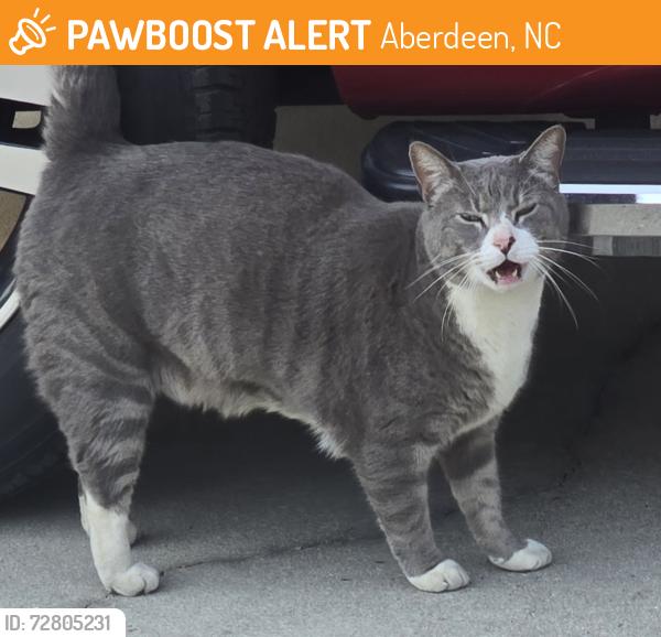 Found/Stray Unknown Cat last seen Shephard trail, Aberdeen NC, Aberdeen, NC 28315