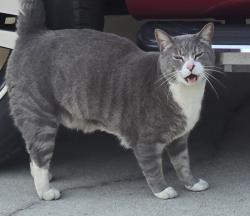 Found/Stray Unknown Cat last seen Shephard trail, Aberdeen NC, Aberdeen, NC 28315