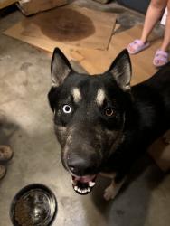 Found/Stray Male Dog last seen Gale & Azusa, City of Industry, CA 91745