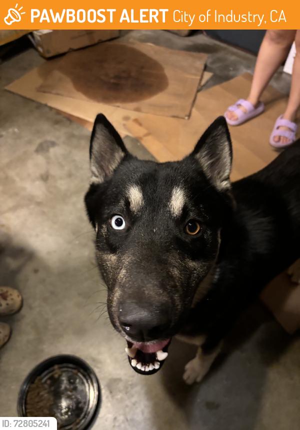 Found/Stray Male Dog last seen Gale & Azusa, City of Industry, CA 91745