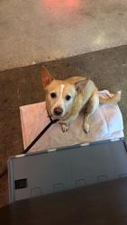 Found/Stray Male Dog last seen Horace Mann middle school , El Portal, FL 33150