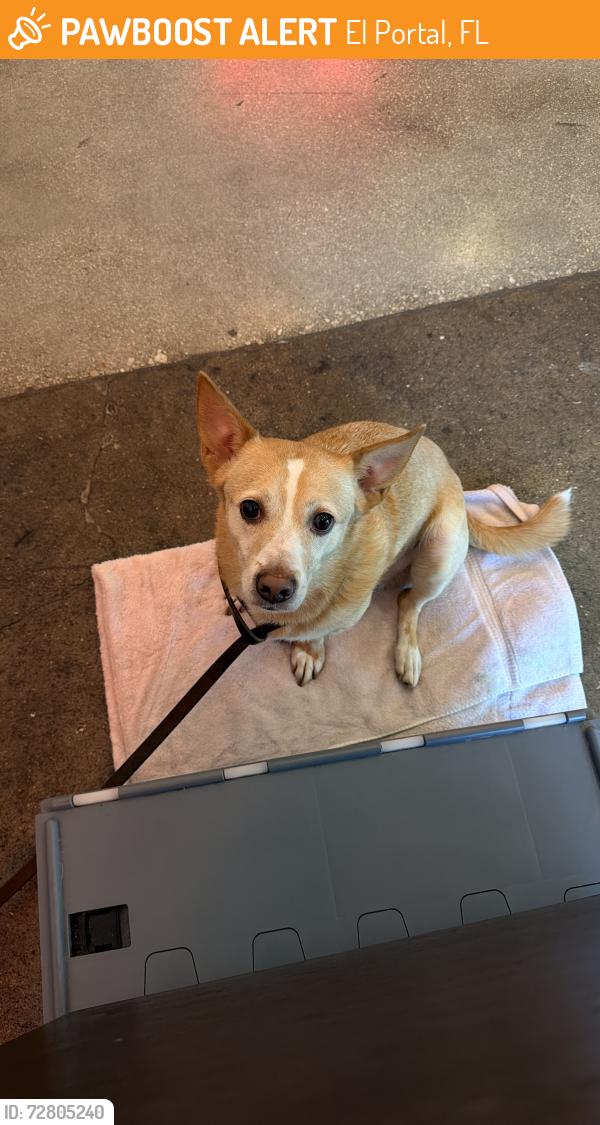 Found/Stray Male Dog last seen Horace Mann middle school , El Portal, FL 33150