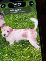 Lost Male Dog last seen Our  , Waianae, HI 96792
