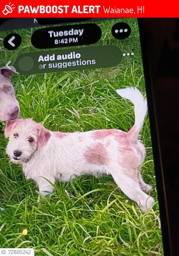 Lost Male Dog last seen Our  , Waianae, HI 96792
