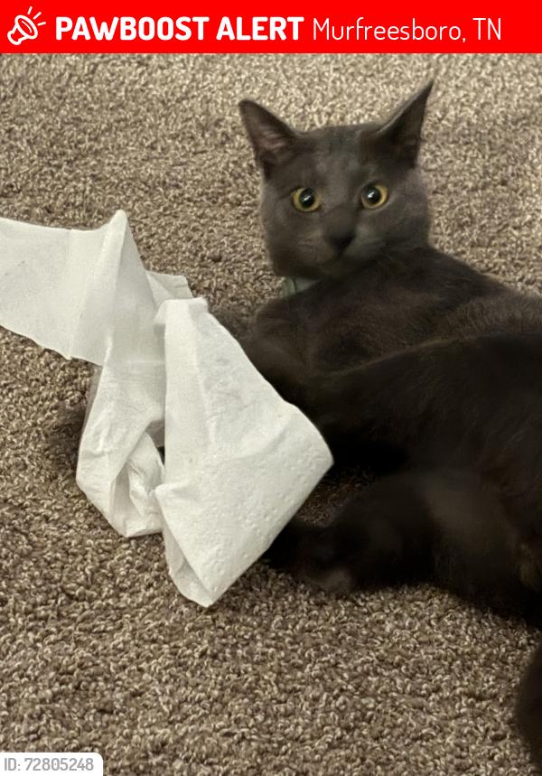 Lost Male Cat last seen Regency Park, Erma Siegel Elementary, Murfreesboro, TN 37129