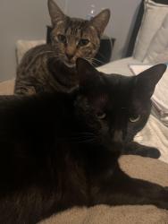 Lost Female Cat last seen Near riparian road Poway ca, Poway, CA 92064