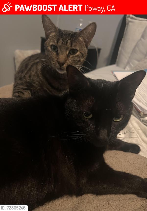 Lost Female Cat last seen Near riparian road Poway ca, Poway, CA 92064