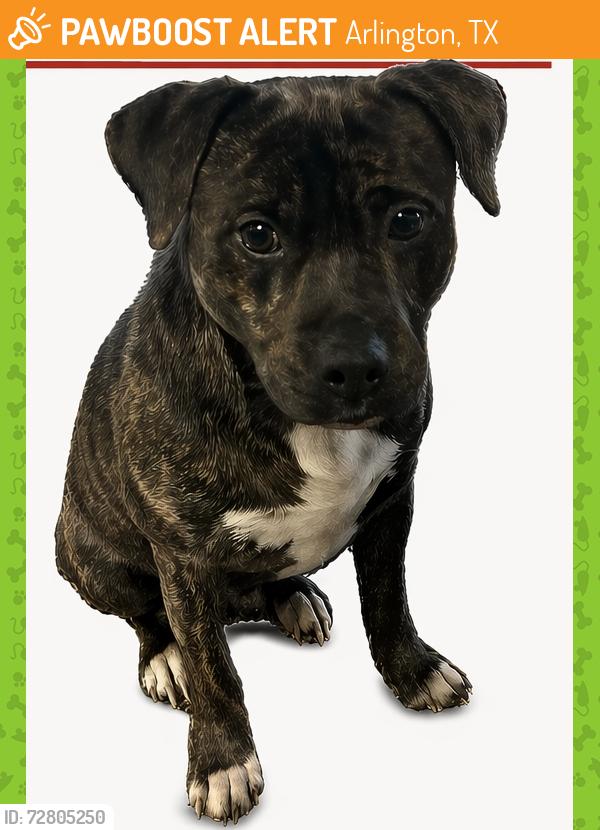 Found/Stray Male Dog last seen Carter Dr and Arkansas Ln, Harmony apt, Arlington, TX 76010