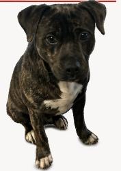 Found/Stray Male Dog last seen Carter Dr and Arkansas Ln, Harmony apt, Arlington, TX 76010