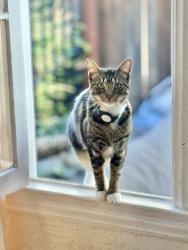 Lost Male Cat last seen Willoughby and Formosa , Los Angeles, CA 90046