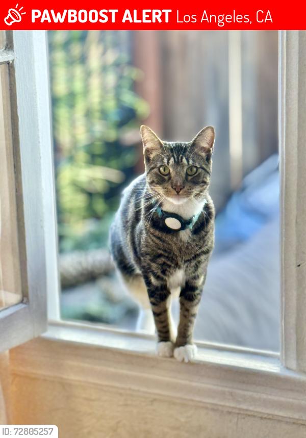 Lost Male Cat last seen Willoughby and Formosa , Los Angeles, CA 90046