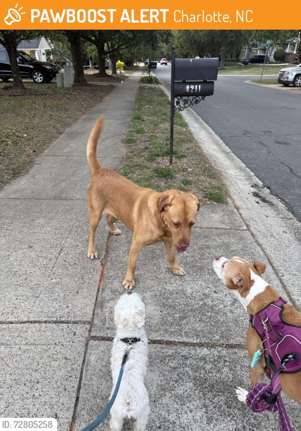 Found/Stray Male Dog last seen Brandie Glen Road/Hogans Way, Charlotte, NC 28269