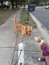 Found/Stray Male Dog last seen Brandie Glen Road/Hogans Way, Charlotte, NC 28269