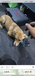 Found/Stray Male Dog last seen Cerca de 5799-5615 James S.  McDonnell Blvd, Berkeley, MO 63134, Berkeley, MO 63134