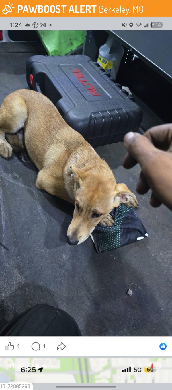 Found/Stray Male Dog last seen Cerca de 5799-5615 James S.  McDonnell Blvd, Berkeley, MO 63134, Berkeley, MO 63134