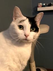 Lost Female Cat last seen Cherokee place apmts , North Branch, MN 55056