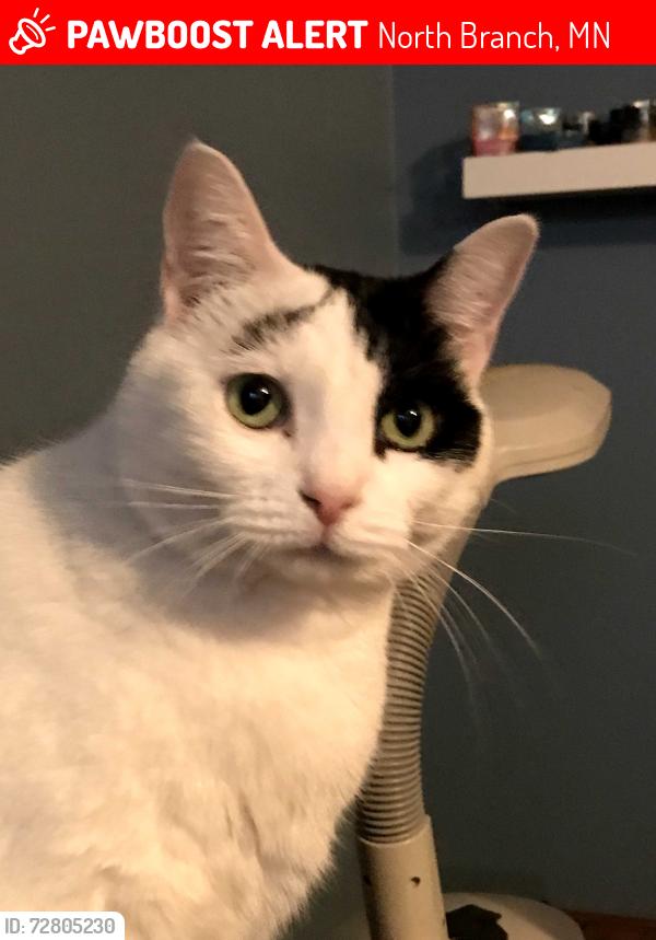 Lost Female Cat last seen Cherokee place apmts , North Branch, MN 55056