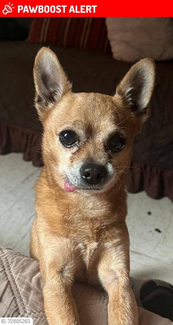 Lost Male Dog last seen Unidad Habitacional Fuerte de Loreto, última vez visto por las casas GEO y Guelatao, Ciudad de México, CDMX 
