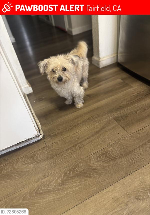 Lost Male Dog last seen Dover o Quilt Ave, Fairfield, CA 94533