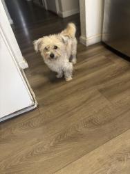 Lost Male Dog last seen Dover o Quilt Ave, Fairfield, CA 94533