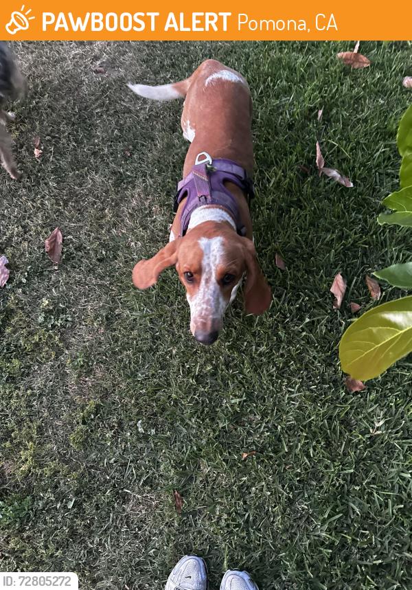 Found/Stray Unknown Dog last seen Ted green park , Pomona, CA 91799