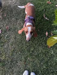 Found/Stray Unknown Dog last seen Ted green park , Pomona, CA 91799