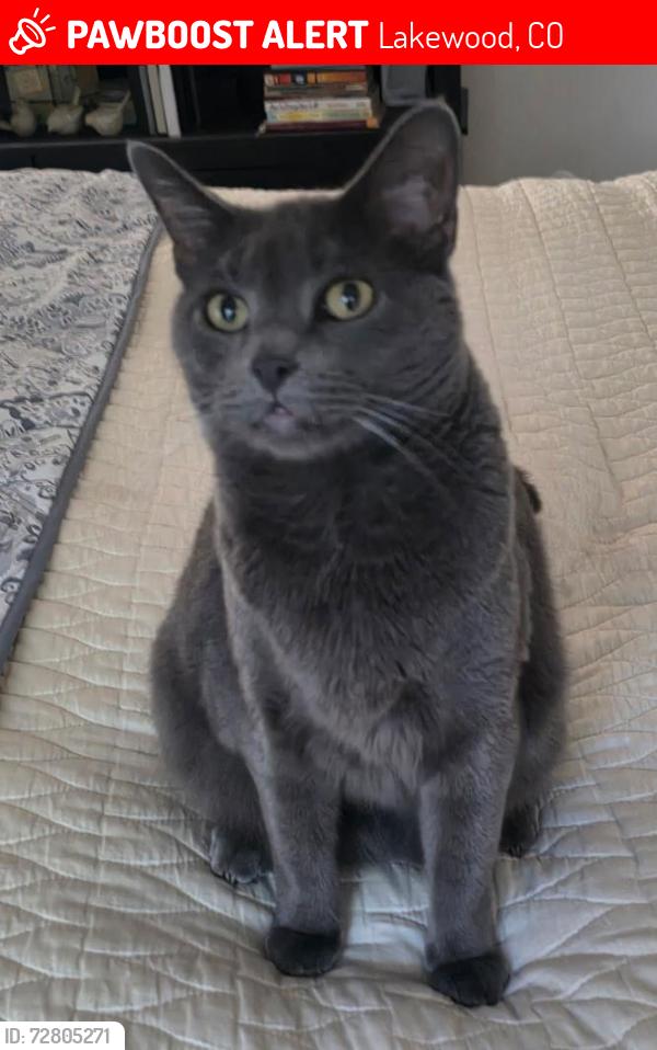 Lost Female Cat last seen W 19th Ave and Brentwood St (S of Morse Park), Lakewood, CO 80214