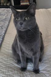 Lost Female Cat last seen W 19th Ave and Brentwood St (S of Morse Park), Lakewood, CO 80214