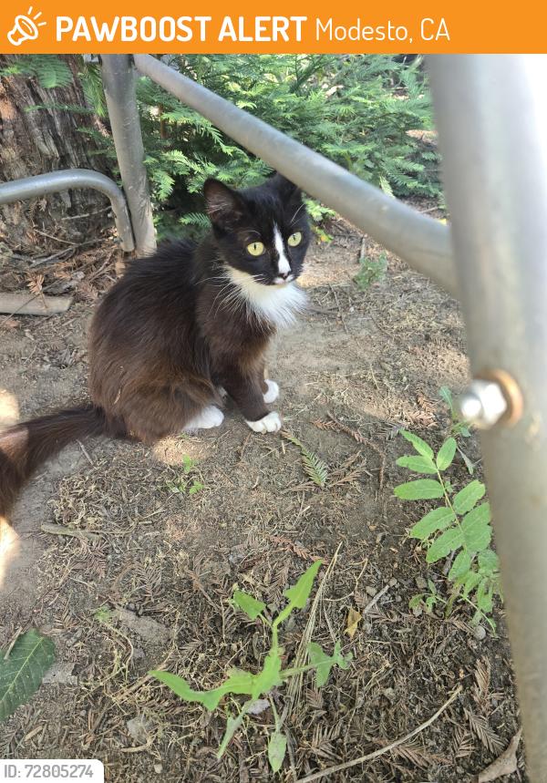 Found/Stray Unknown Cat last seen MCHENRY/MORRIS, Modesto, CA 95354
