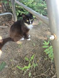 Found/Stray Unknown Cat last seen MCHENRY/MORRIS, Modesto, CA 95354