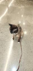 Lost Male Cat last seen Key center , Gig Harbor, WA 98329