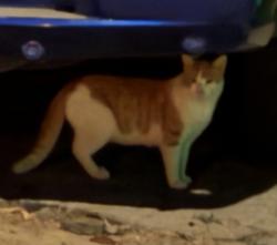Found/Stray Unknown Cat last seen Victorian Depot/ Old World Molossus : Marcus E Curtis, Riverside, CA 92501