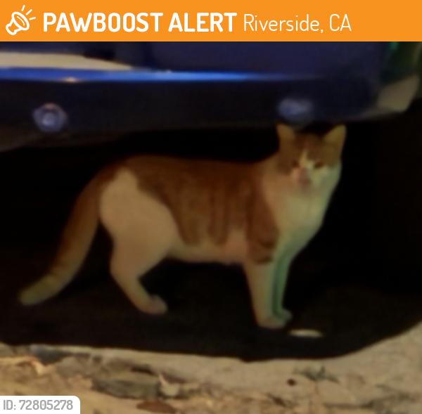 Found/Stray Unknown Cat last seen Victorian Depot/ Old World Molossus : Marcus E Curtis, Riverside, CA 92501